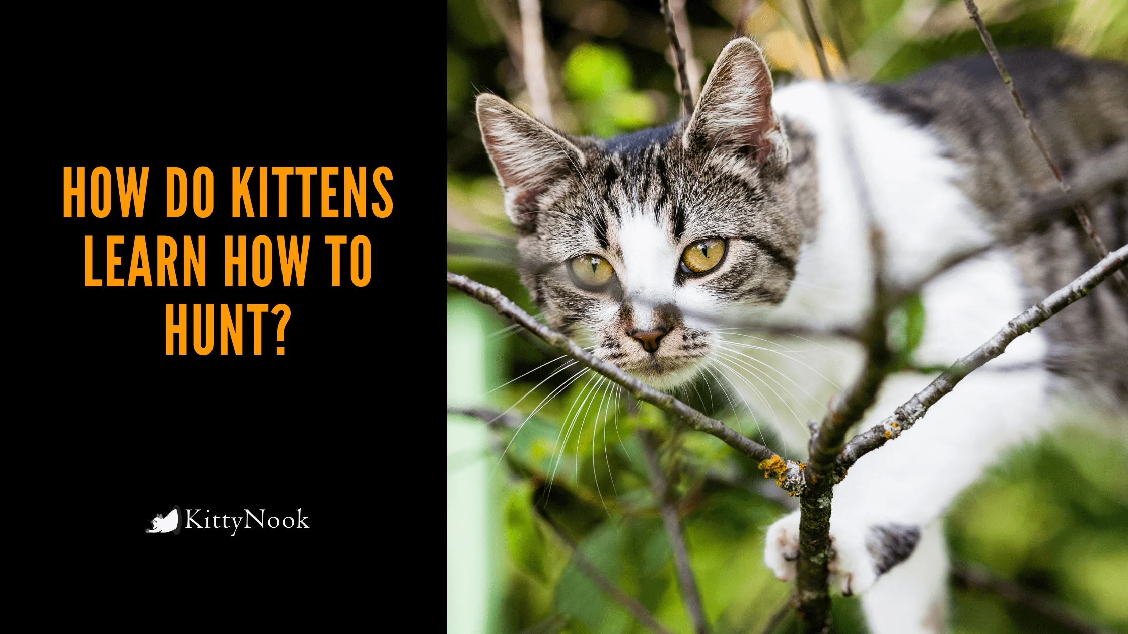 How Do Kittens Learn How To Hunt? - KittyNook Cat Company