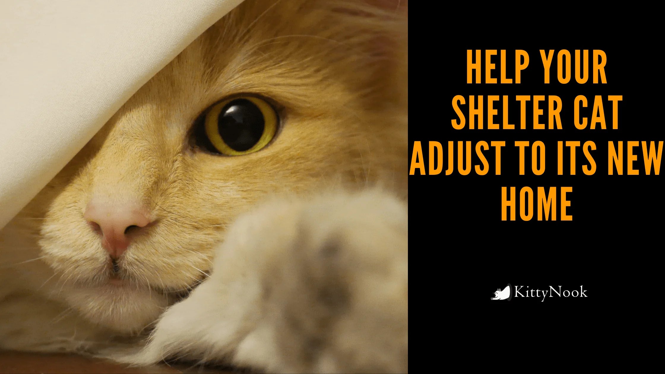 Help Your Shelter Cat Adjust To Its New Home - KittyNook Cat Company