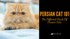 Persian Cat 101: The Different Kinds Of Persian Cats