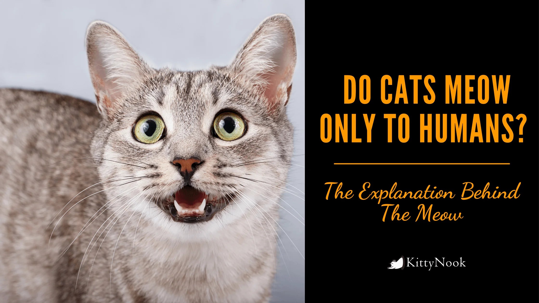 Do Cats Meow Only To Humans? The Explanation Behind The Meow - KittyNook Cat Company