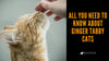 All You Need To Know About Ginger Tabby Cats