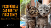 Are You Fostering A Cat For the First Time? Learn From These Tips! - KittyNook Cat Company