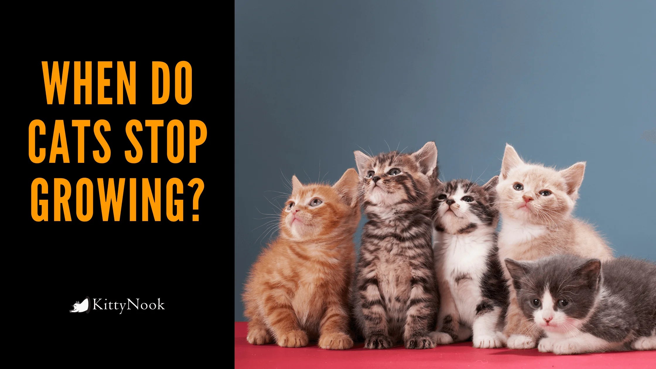 When Do Cats Stop Growing? - KittyNook Cat Company