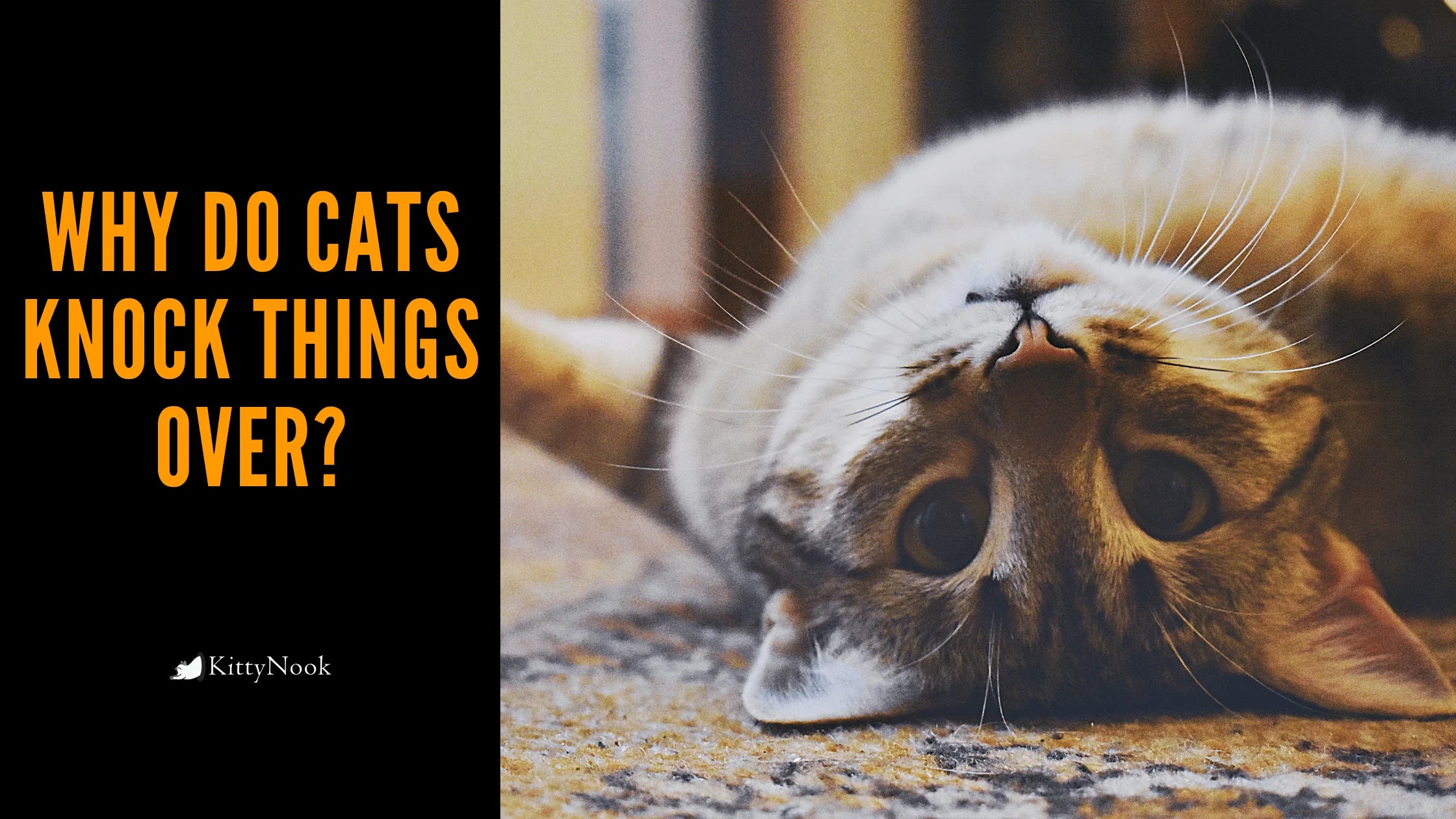 Why Do Cats Knock Things Over? - KittyNook Cat Company