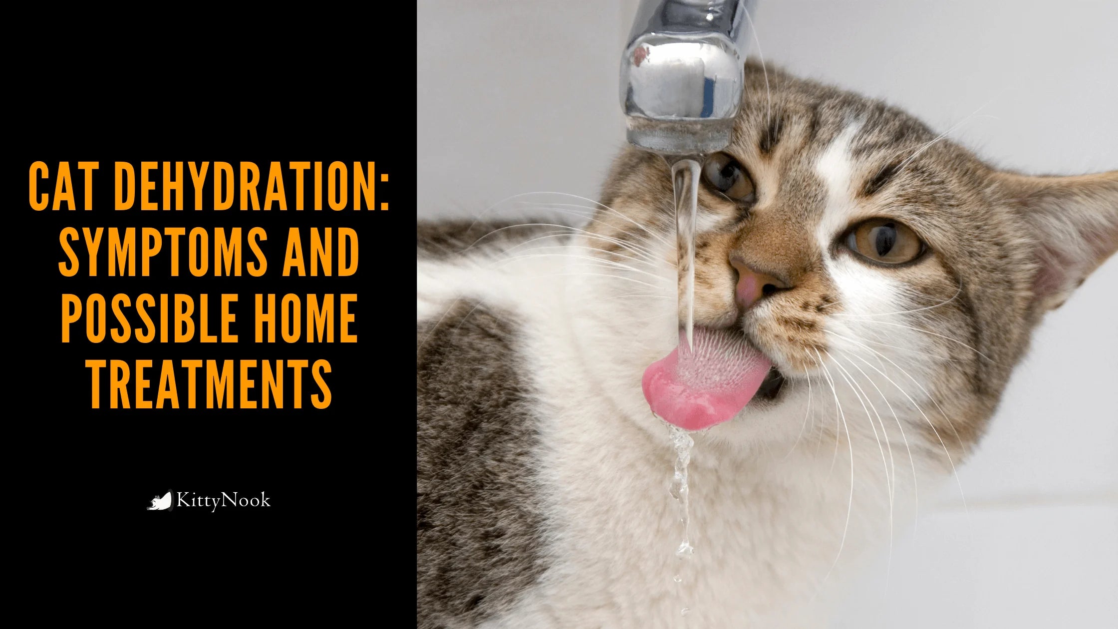 Cat Dehydration: Symptoms and Possible Home Treatments - KittyNook Cat Company