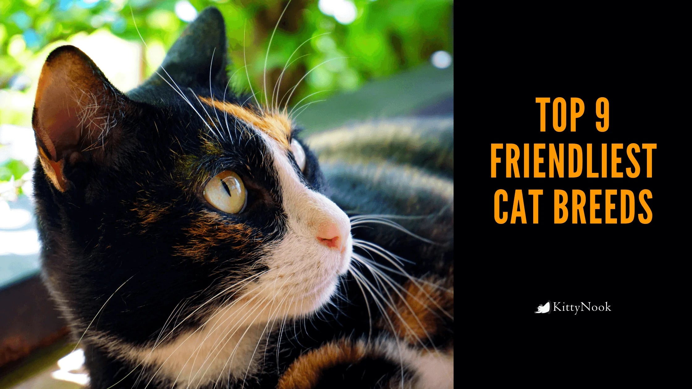 Top 9 Friendliest Cat Breeds - KittyNook Cat Company