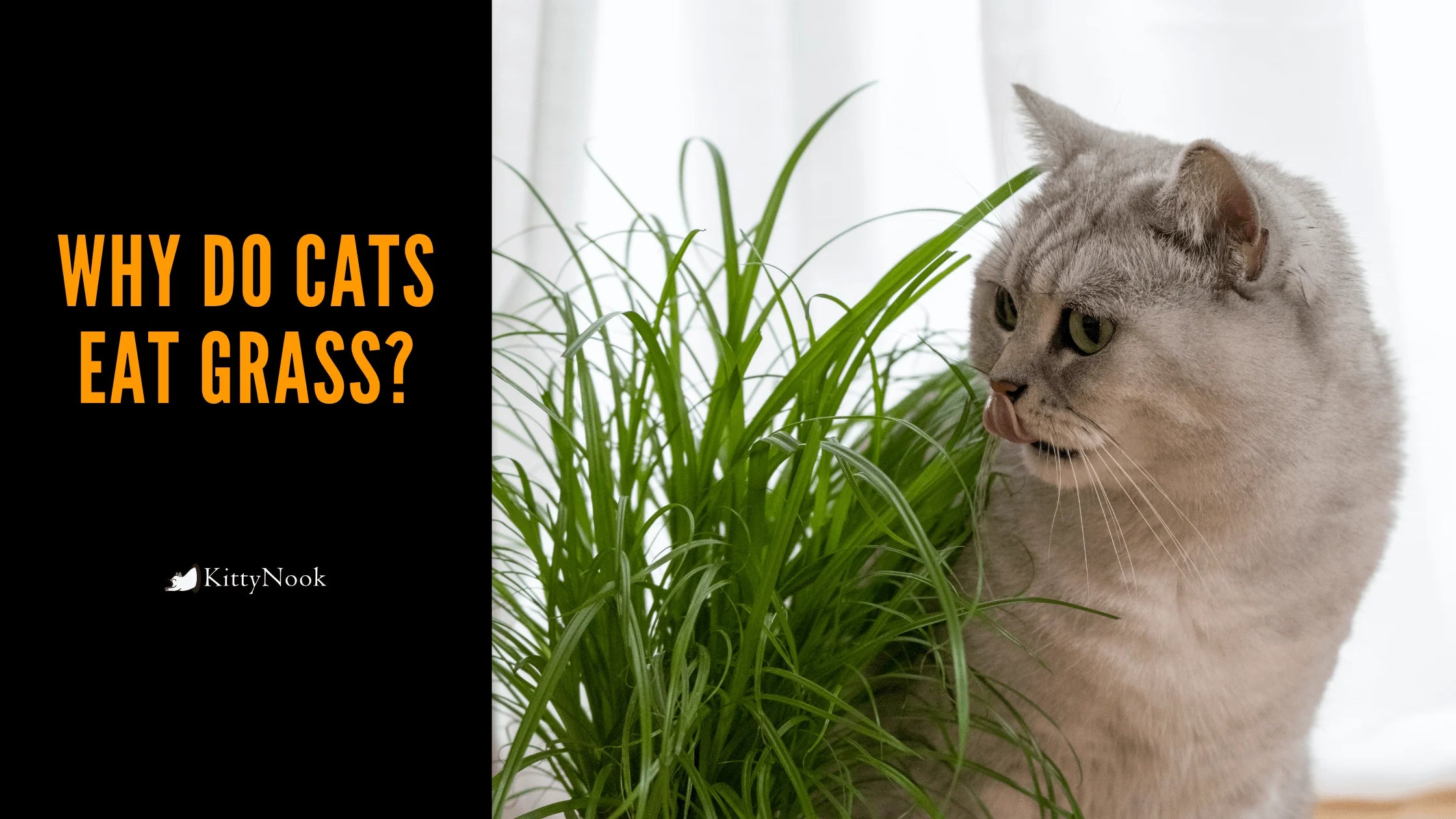 Is The Enigma Finally Solved? Why Do Cats Eat Grass? - KittyNook Cat Company