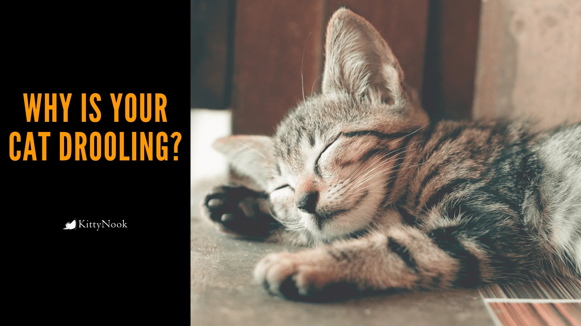 Why Is Your Cat Drooling? - KittyNook Cat Company