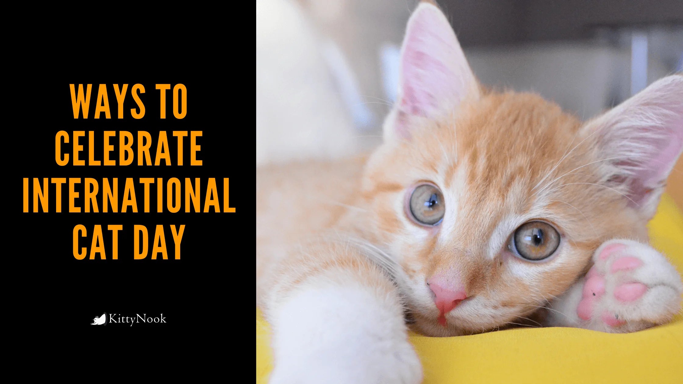 Ways To Celebrate International Cat Day - KittyNook Cat Company