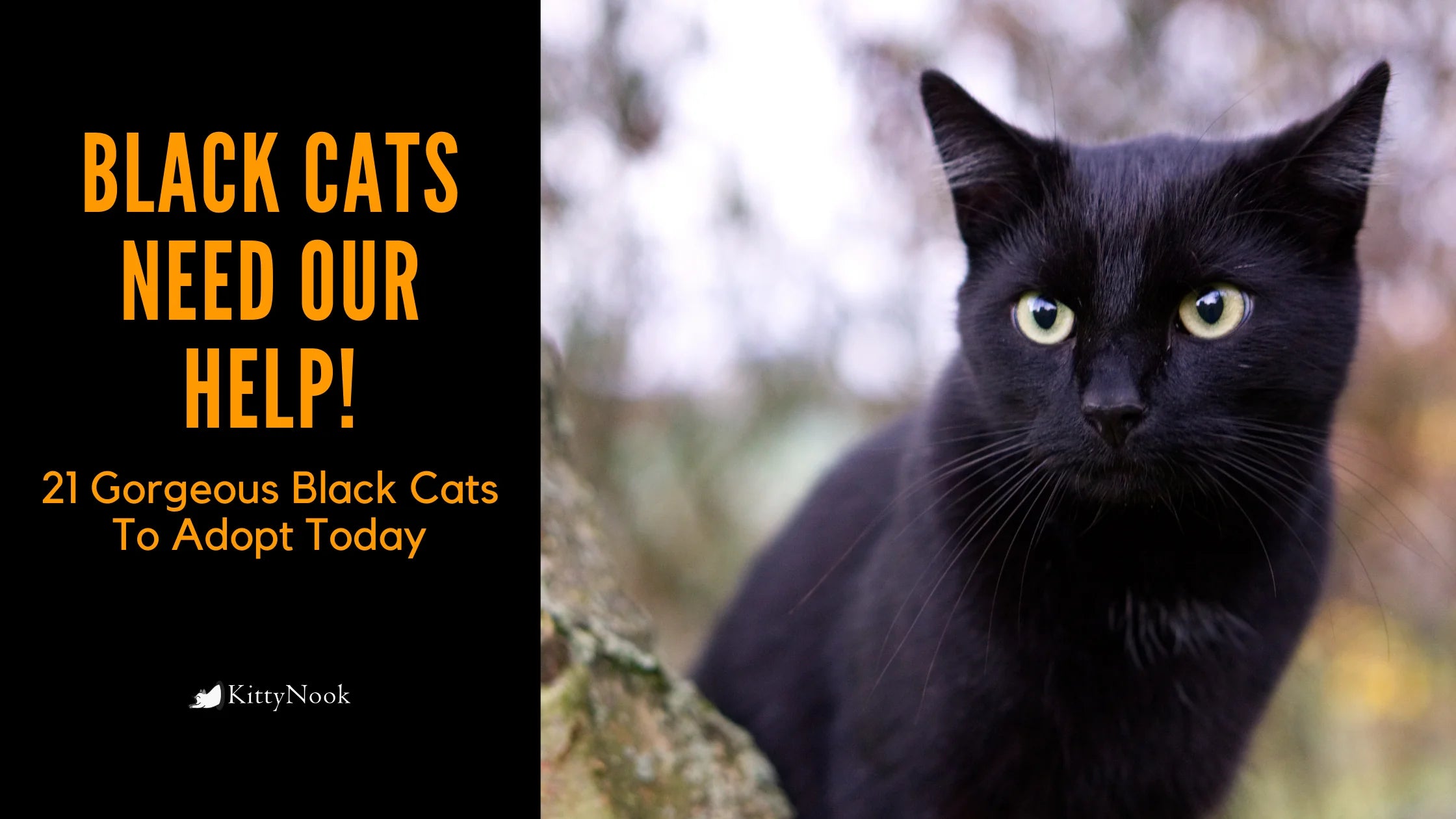 Black Cats Need Our Help! 21 Gorgeous Black Cats To Adopt Today - KittyNook Cat Company