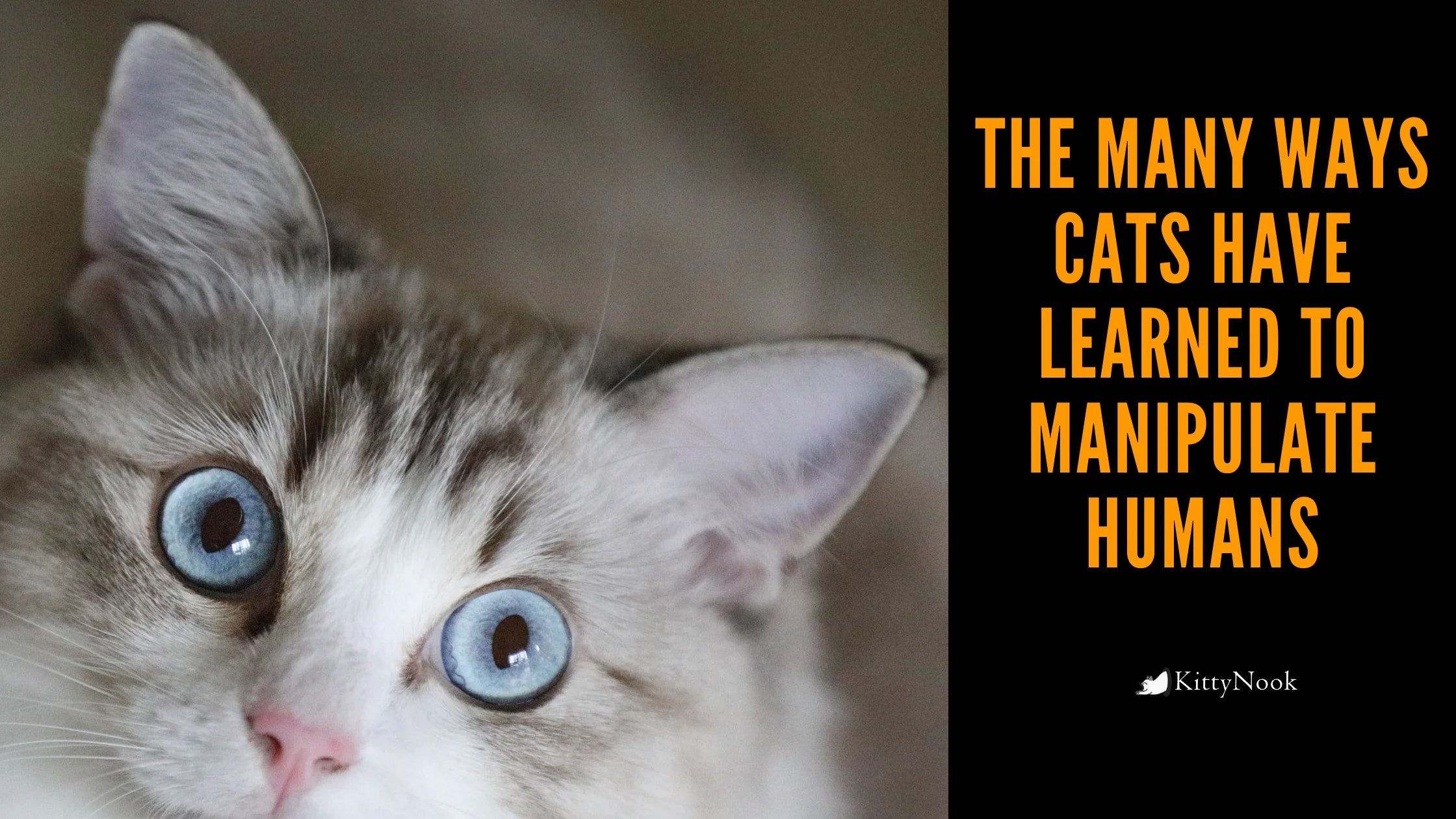The Many Ways Cats Have Learned to Manipulate Humans - KittyNook Cat Company