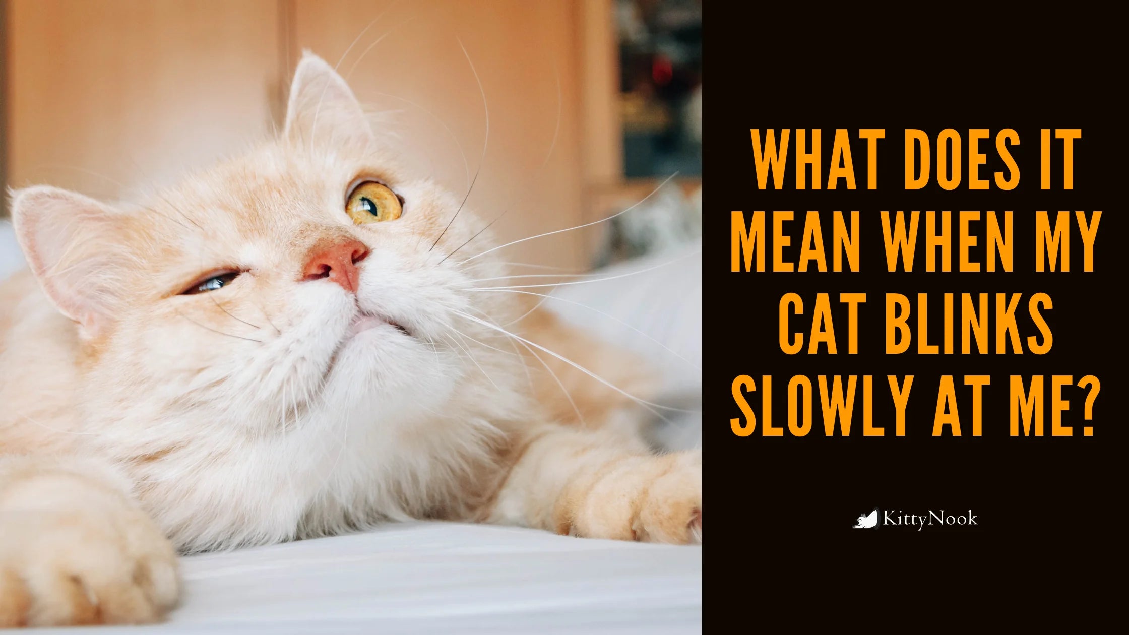 What Does It Mean When My Cat Blinks Slowly at Me? - KittyNook Cat Company
