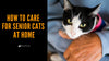 How to Care for Senior Cats at Home - KittyNook Cat Company