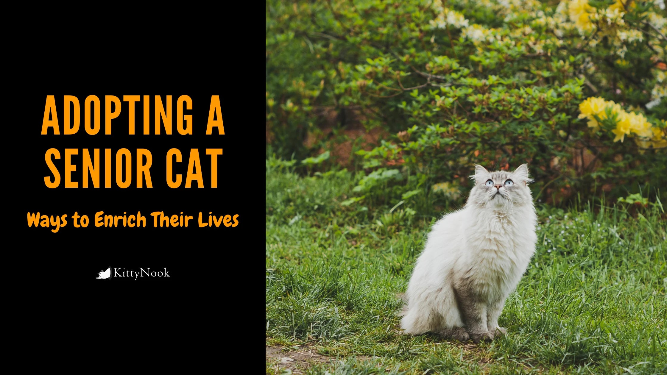 Adopting A Senior Cat: Ways to Enrich Their Lives - KittyNook Cat Company