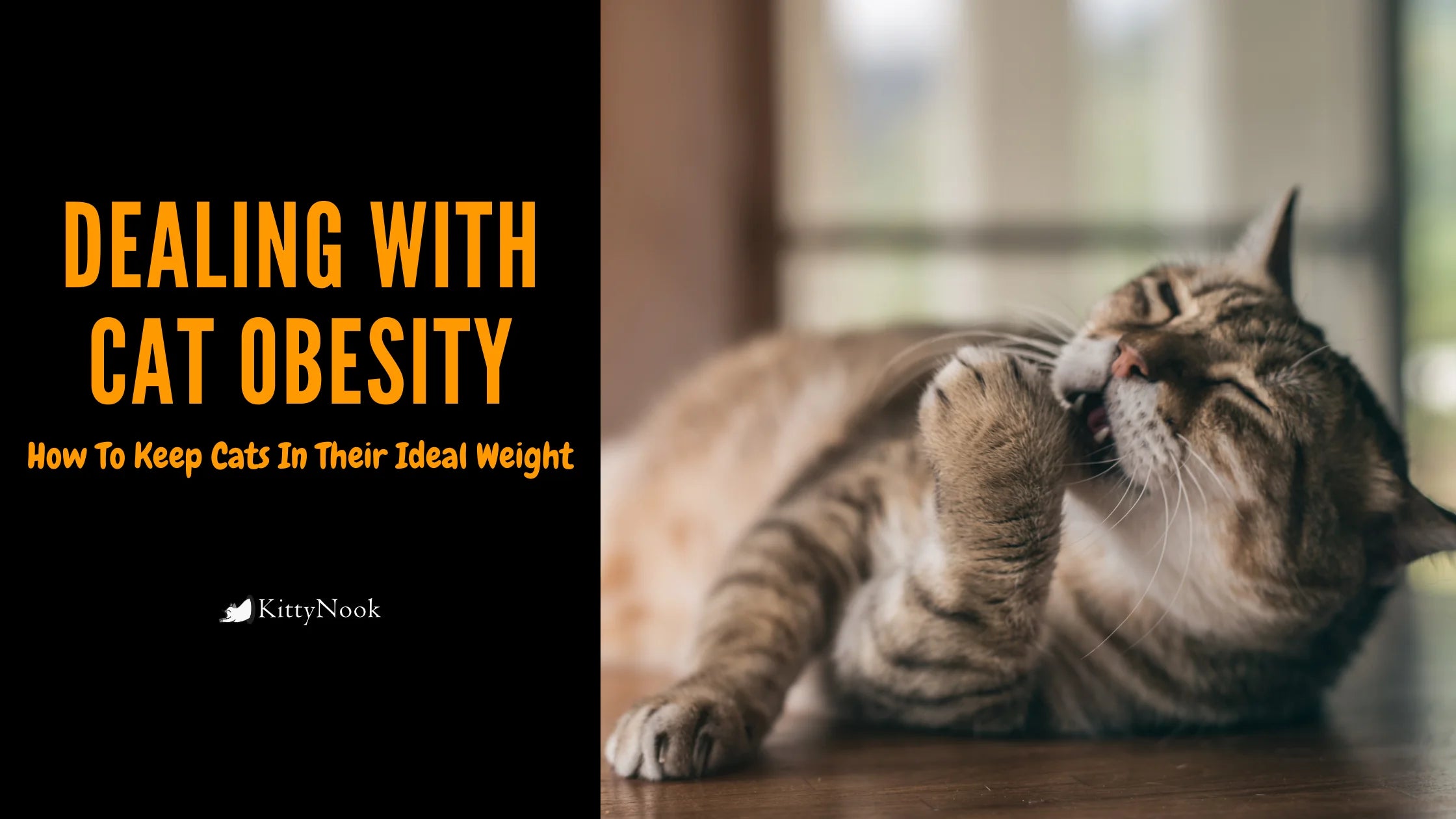 Dealing With Cat Obesity: How To Keep Cats In Their Ideal Weight - KittyNook Cat Company