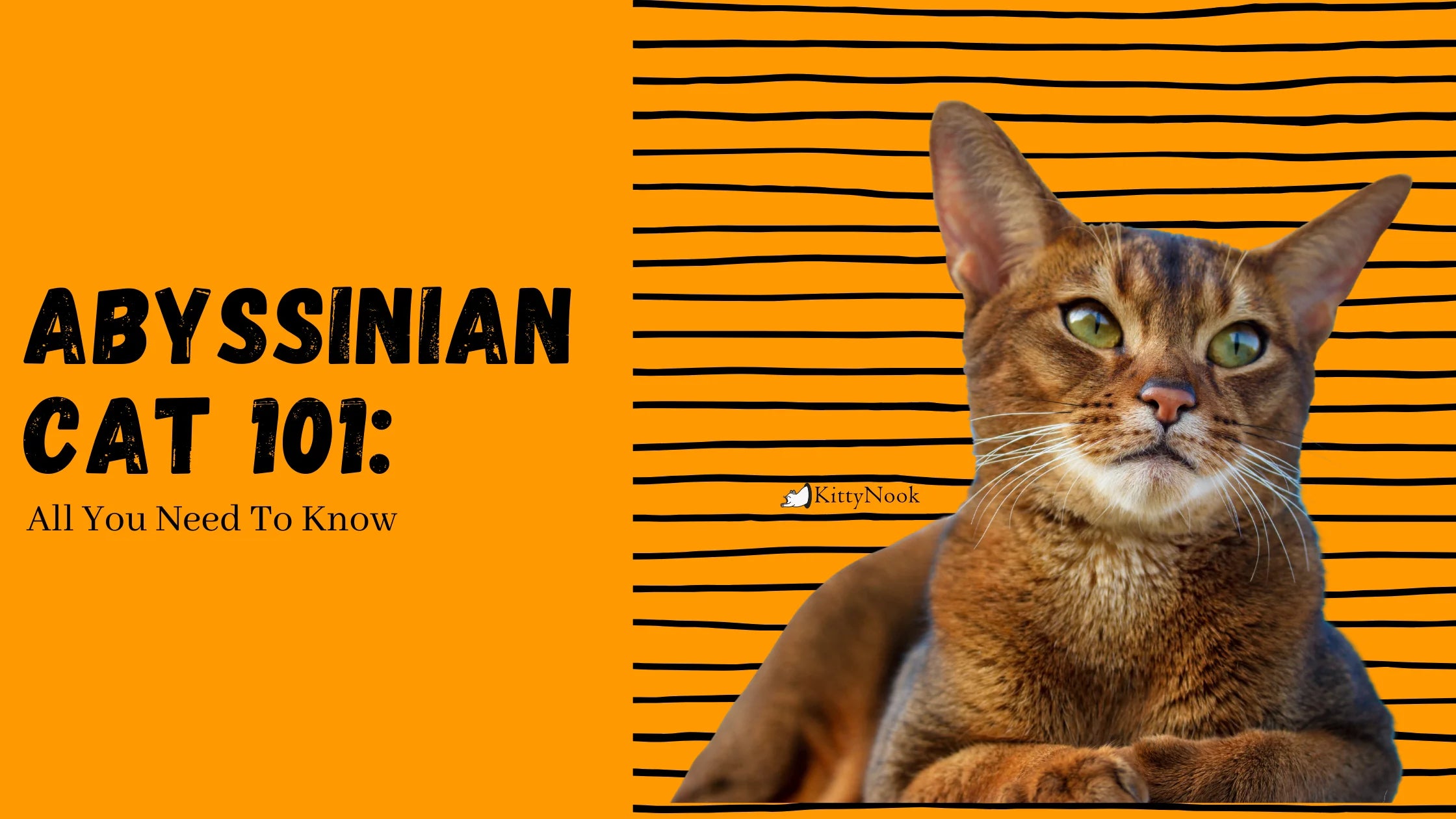 Abyssinian Cat 101: All You Need To Know - KittyNook Cat Company