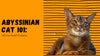 Abyssinian Cat 101: All You Need To Know
