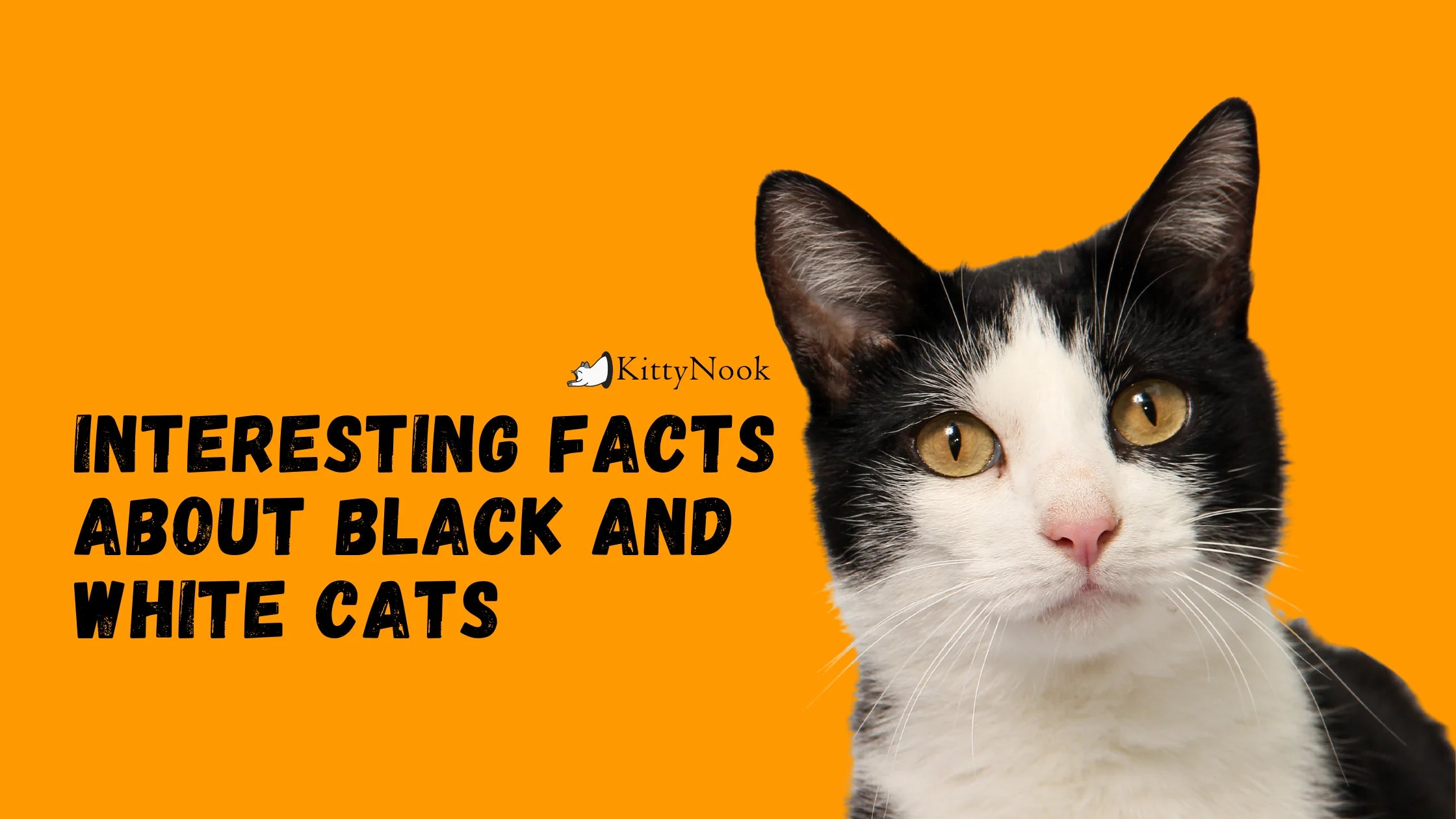 Interesting Facts About Black and White Cats - KittyNook Cat Company