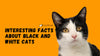 Interesting Facts About Black and White Cats