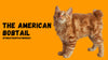 The American Bobtail - KittyNook Cat Company