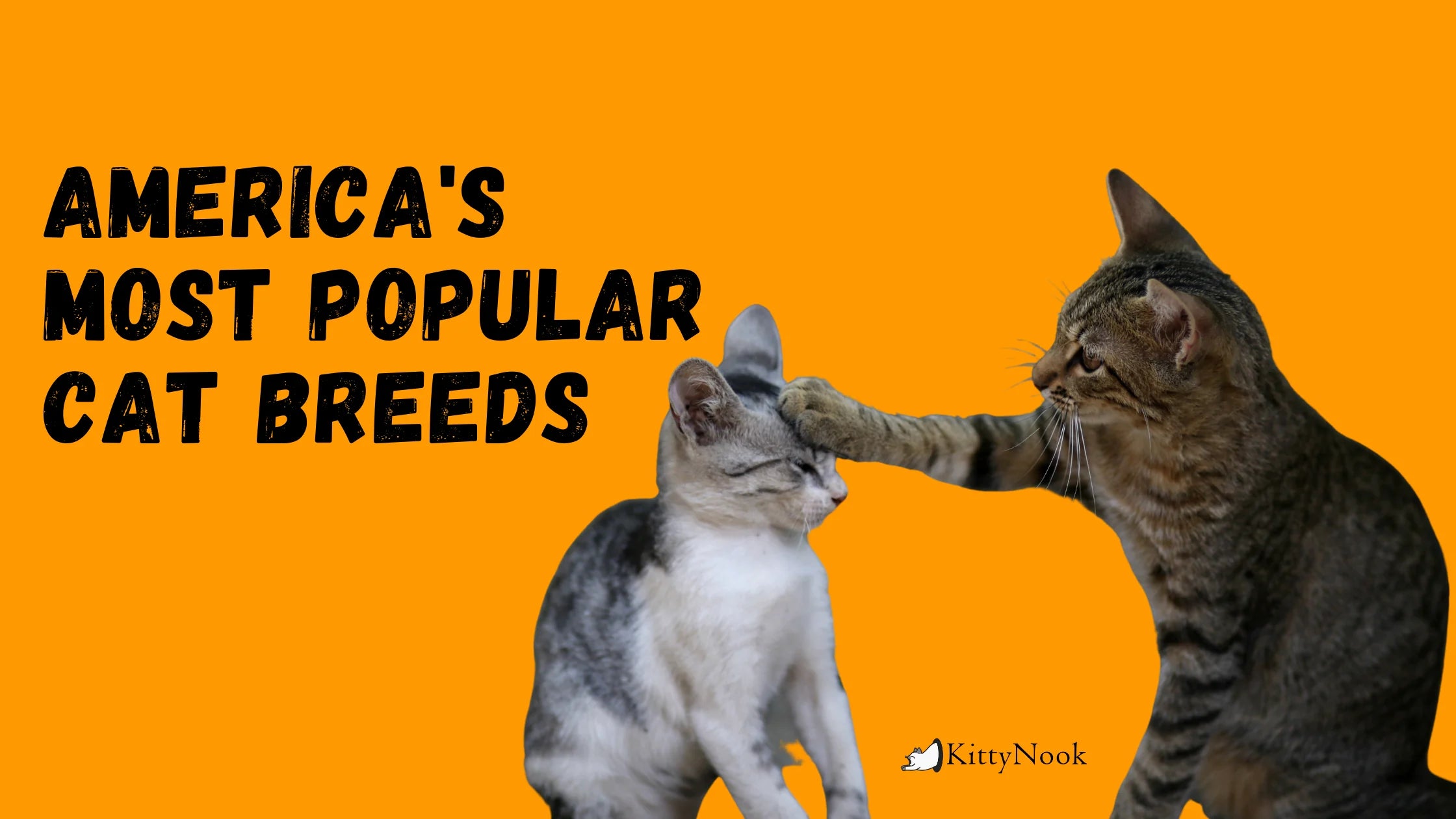 America's Most Popular Cat Breeds - KittyNook Cat Company