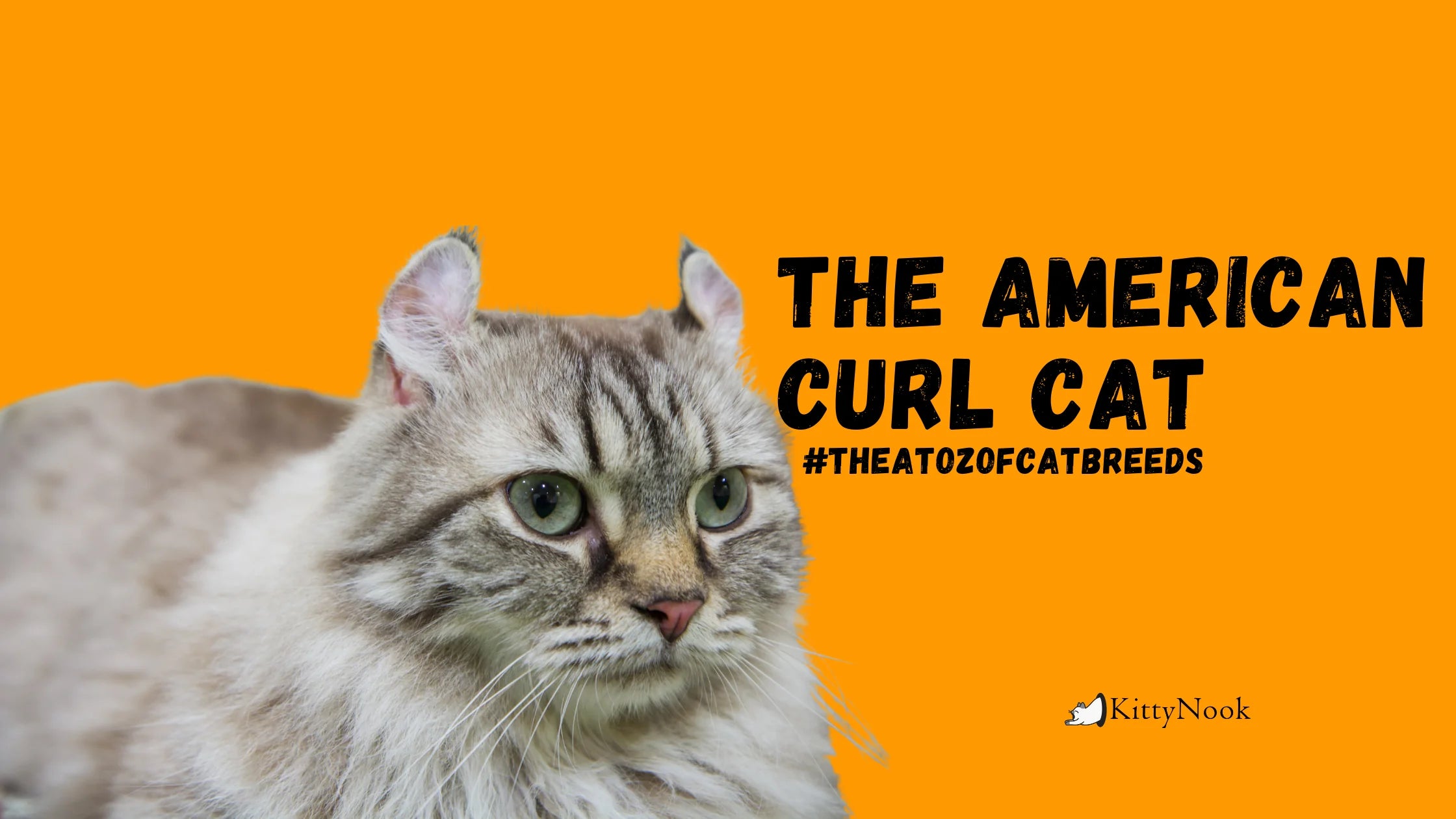The American Curl Cat - KittyNook Cat Company