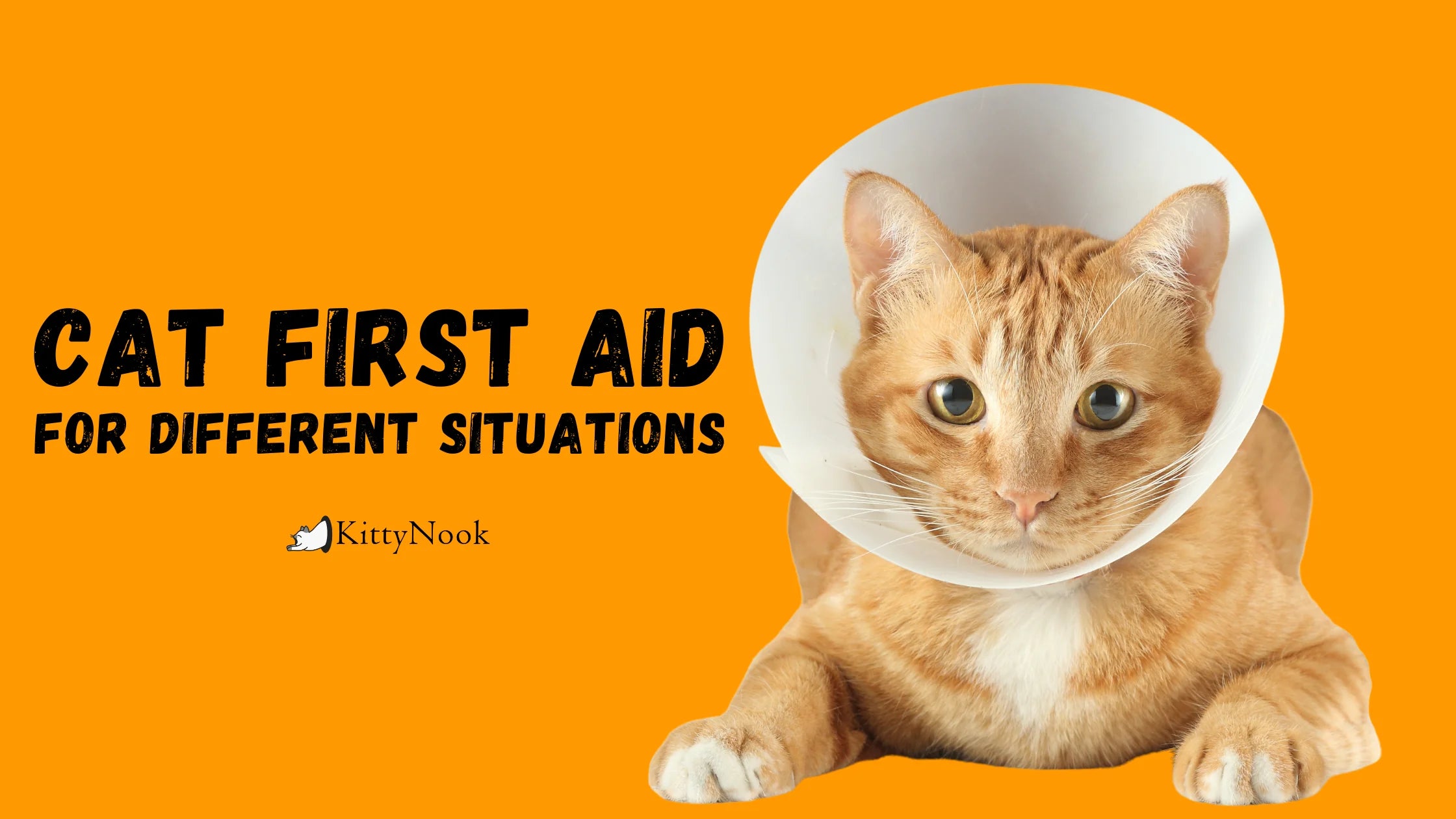 Cat First Aid For Different Situations - KittyNook Cat Company