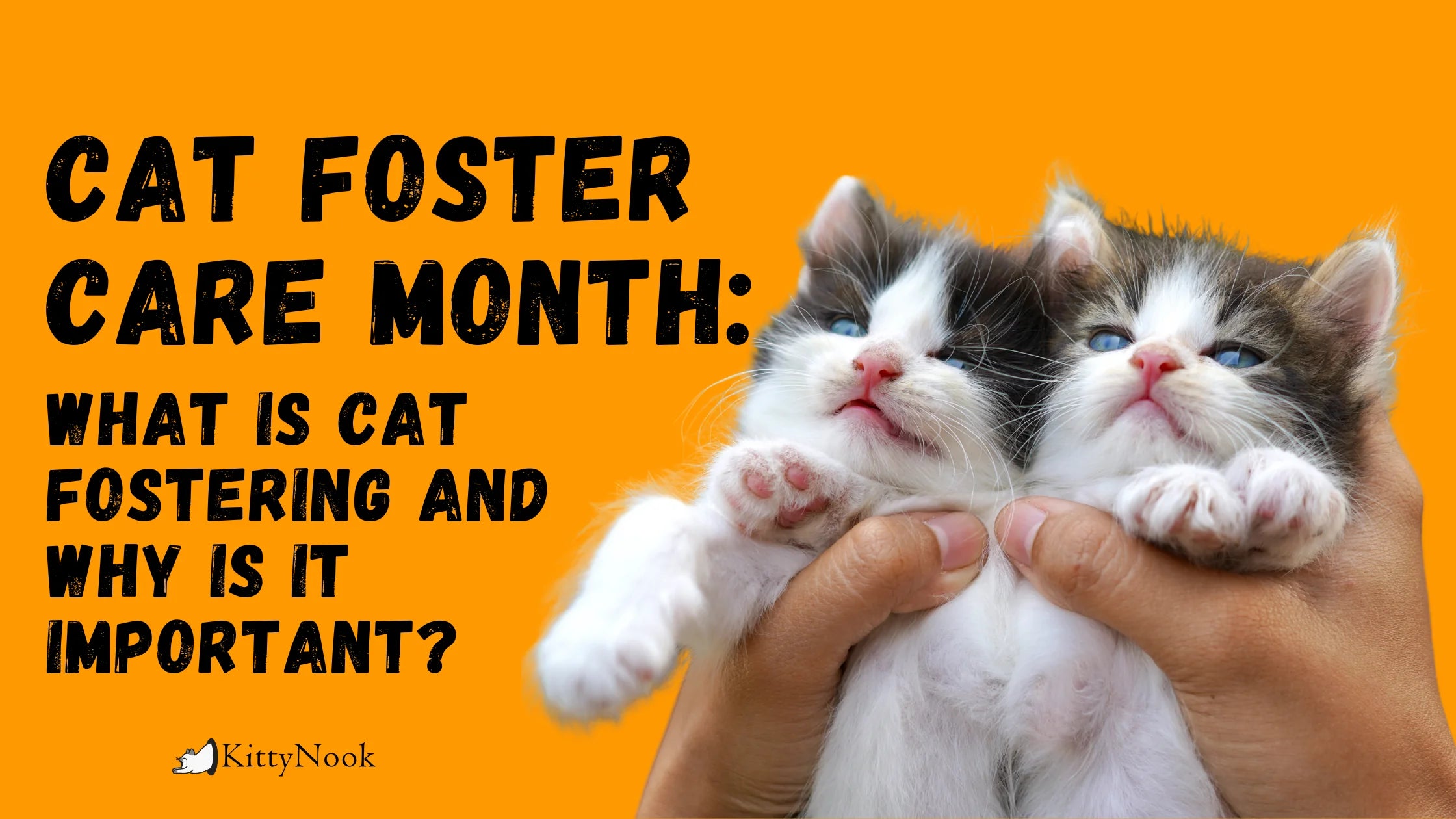 Cat Foster Care Month | What Is Cat Fostering and Why Is It Important? - KittyNook Cat Company