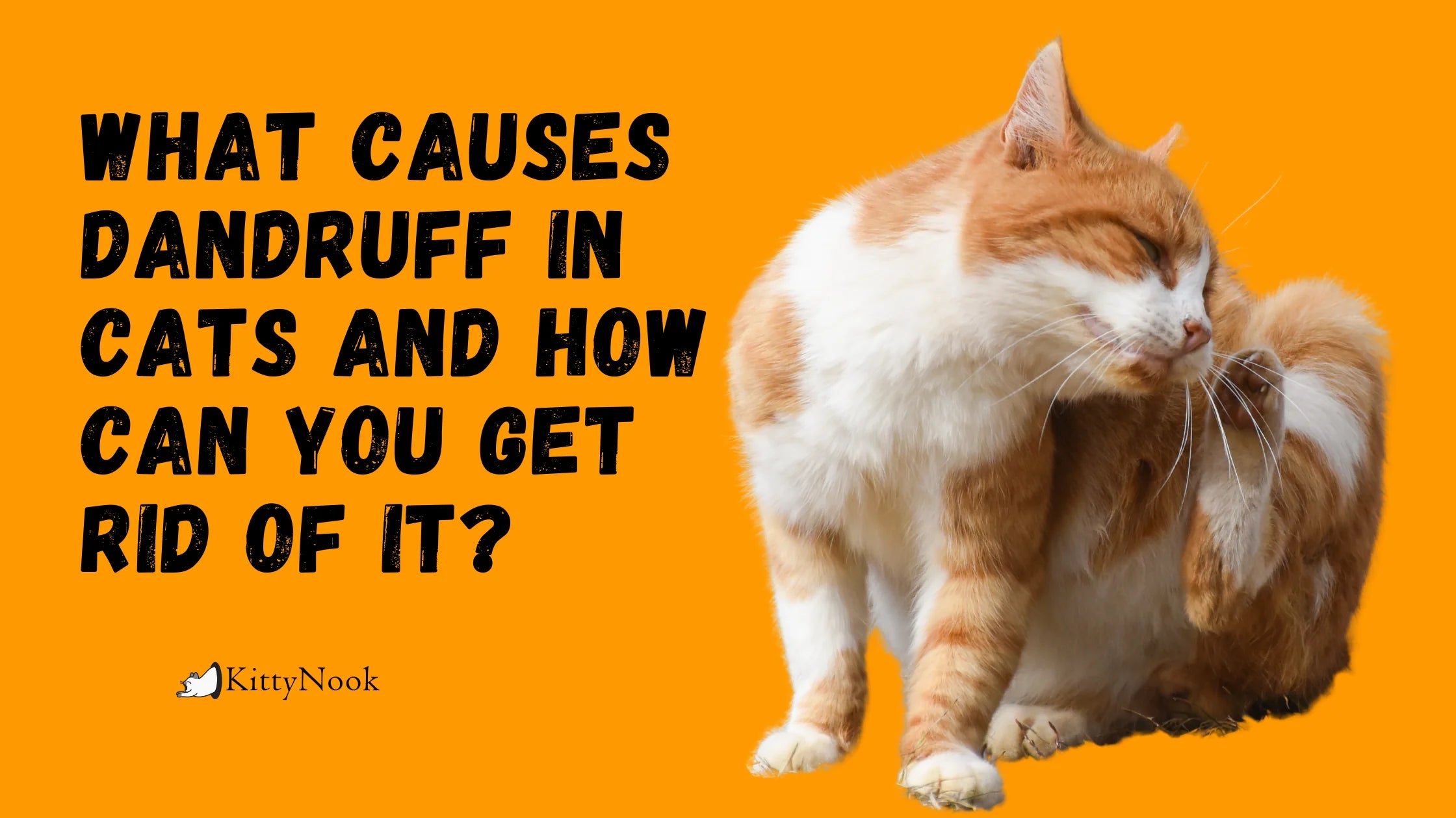 What Causes Dandruff in Cats and How Can You Get Rid Of It? - KittyNook Cat Company