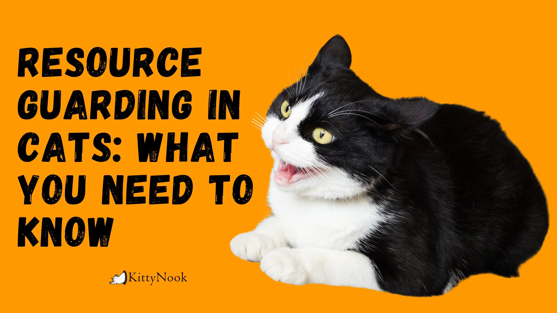 Resource Guarding In Cats: What You Need To Know - KittyNook Cat Company