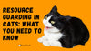 Resource Guarding In Cats: What You Need To Know