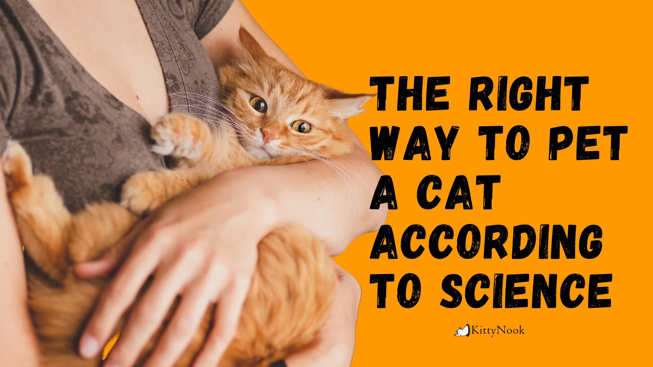 The Right Way to Pet a Cat According to Science - KittyNook Cat Company