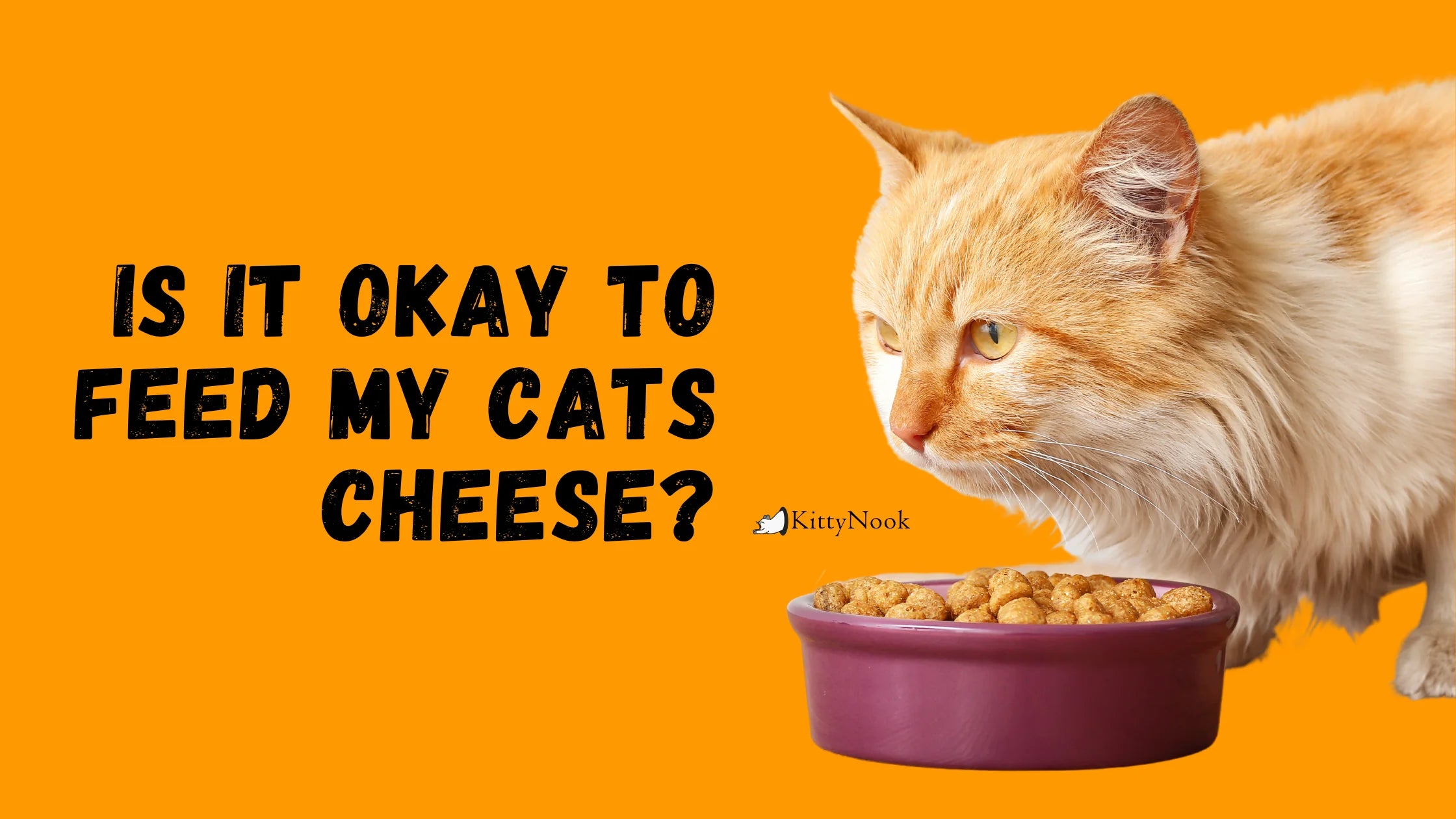 Is It Okay to Feed My Cats Cheese? - KittyNook Cat Company