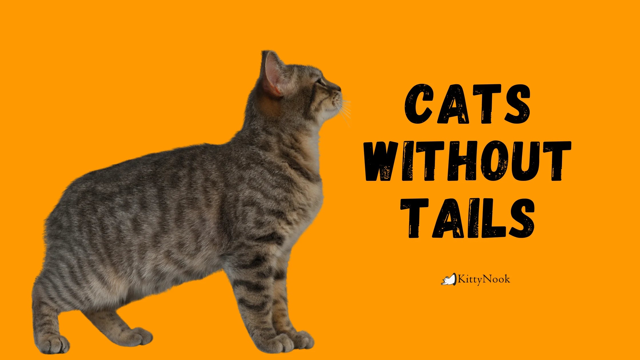 Cats Without Tails - KittyNook Cat Company