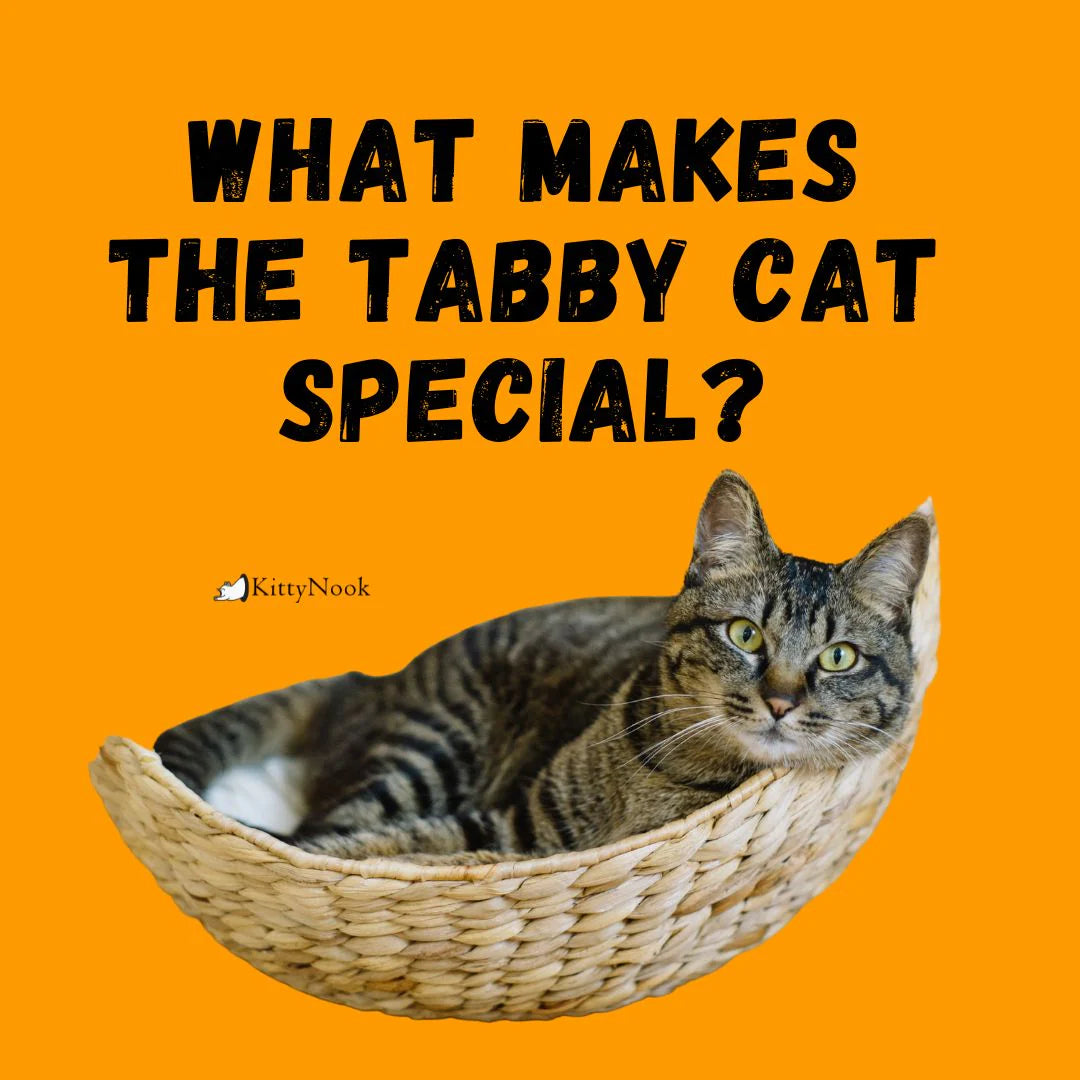 What Makes the Tabby Cat Special? - KittyNook Cat Company