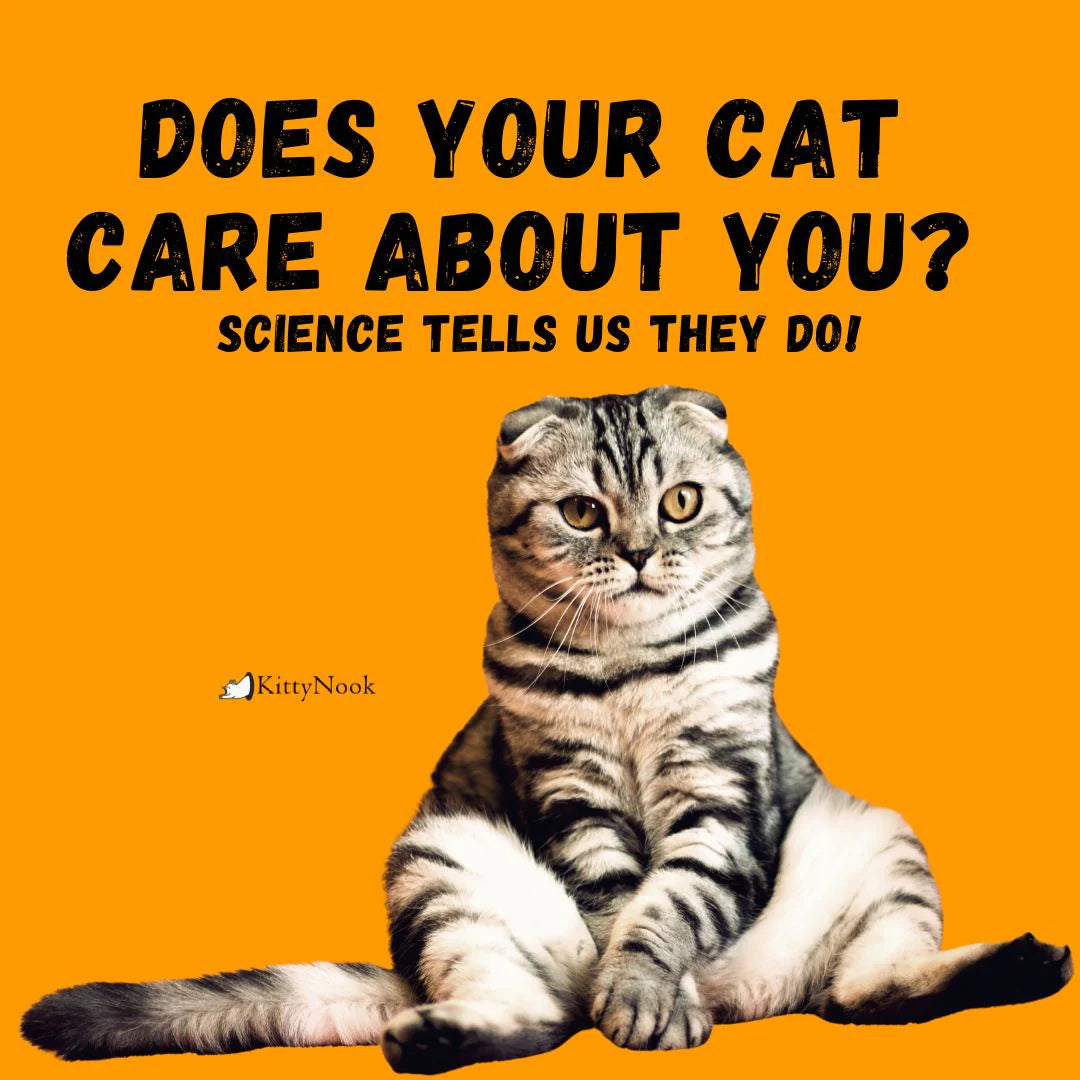 Does Your Cat Care About You? Science Tells Us They Do! - KittyNook Cat Company
