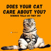 Does Your Cat Care About You? Science Tells Us They Do!