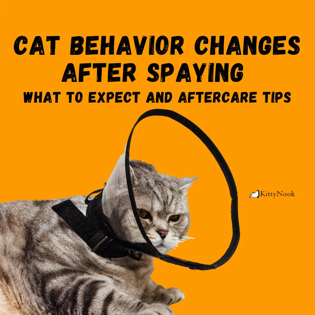 Cat Behavior Changes After Spaying | What to Expect and Aftercare Tips - KittyNook Cat Company