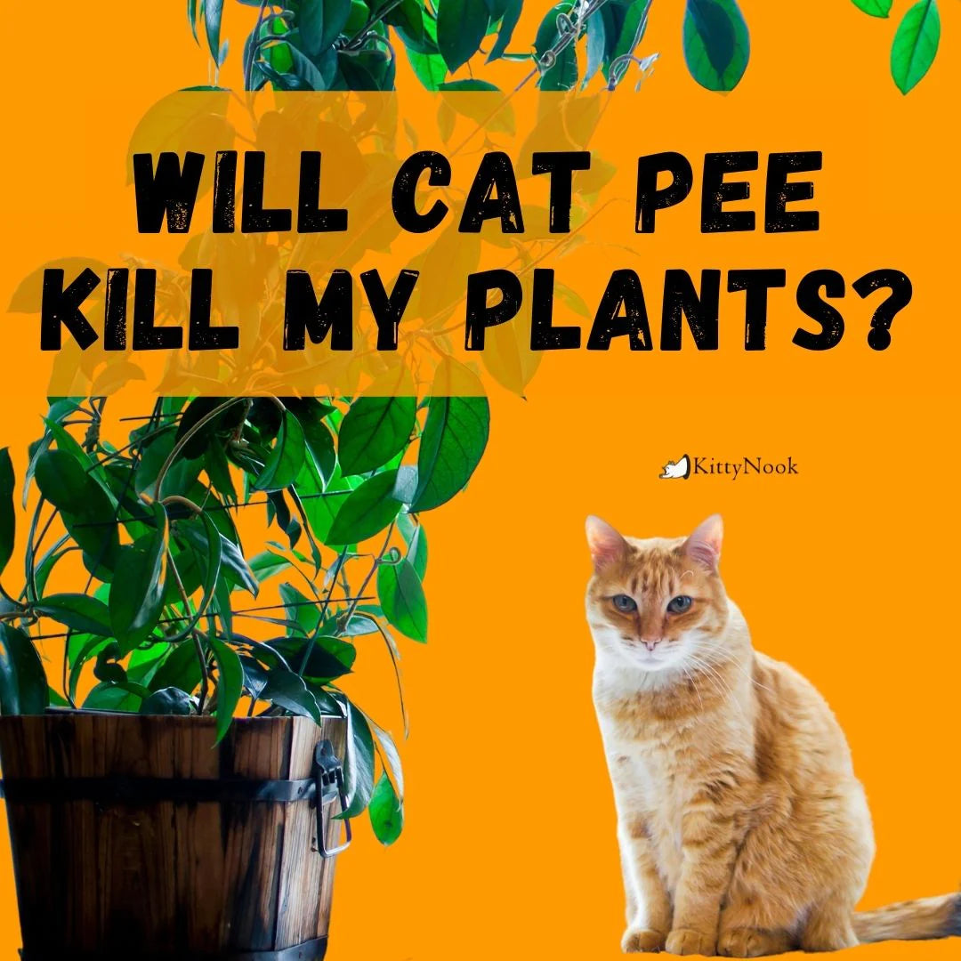 Will Cat Pee Kill My Plants? - KittyNook Cat Company