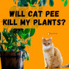 Will Cat Pee Kill My Plants?