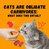 Cats Are Obligate Carnivores: What Does This Entail? - KittyNook Cat Company