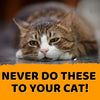 NEVER Do These To Your Cat! - KittyNook Cat Company