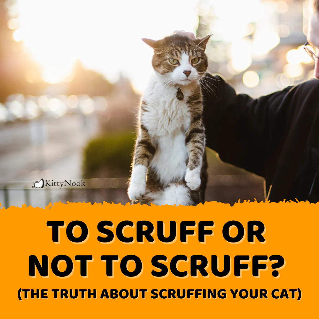To Scruff Or Not to Scruff? The Truth About Scruffing Your Cat - KittyNook Cat Company