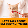 Let's Talk About Cat Dental Hygiene - KittyNook Cat Company