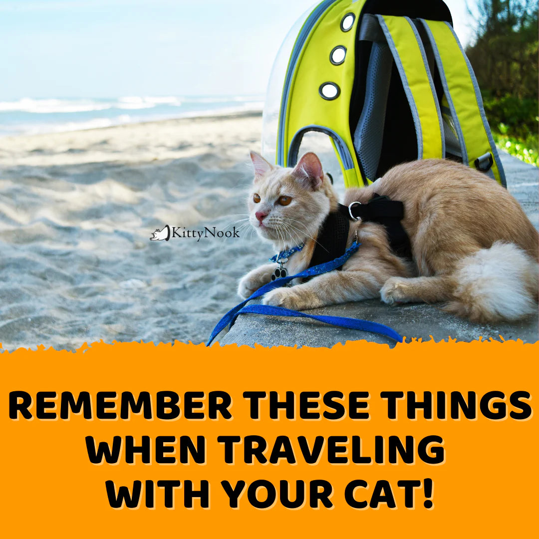 Remember These Things When Traveling with Your Cat! - KittyNook Cat Company