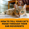 How to Tell Your Cat's Mood Through Their Ear Movements - KittyNook Cat Company