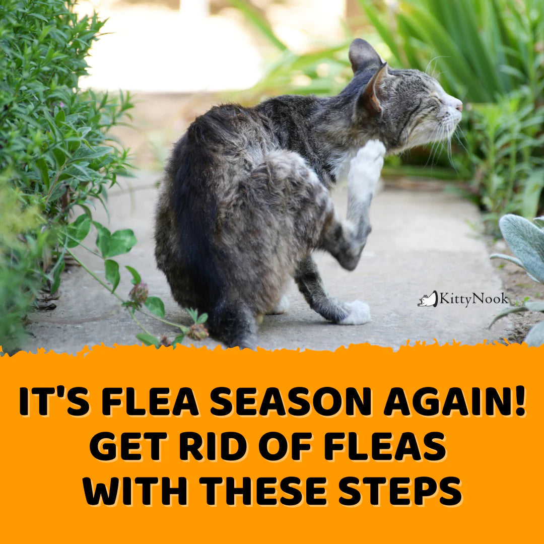 It's Flea Season Again! Get Rid Of Fleas In Your Cat and Home with These Steps - KittyNook Cat Company
