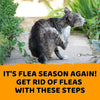 It's Flea Season Again! Get Rid Of Fleas In Your Cat and Home with These Steps