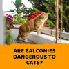 Are Balconies Dangerous to Cats? - KittyNook Cat Company