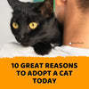 10 Great Reasons to Adopt a Cat Today - KittyNook Cat Company